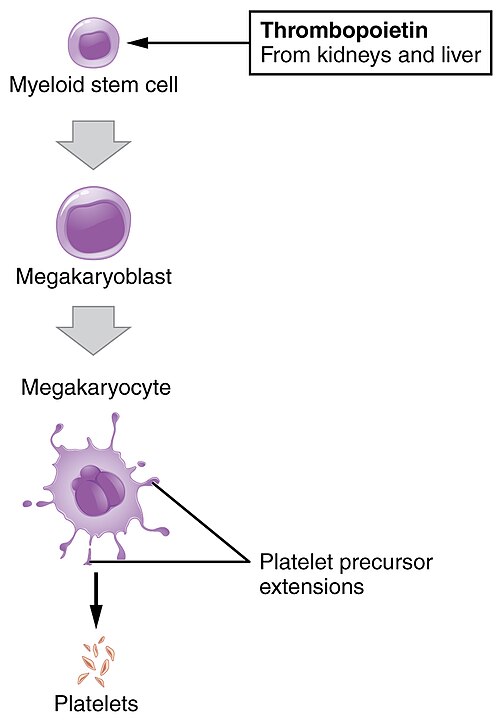 Fayl:1908 Platelet Development.jpg