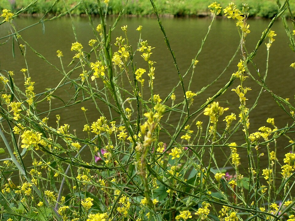 Fayl:20120704Brassica nigra1.jpg