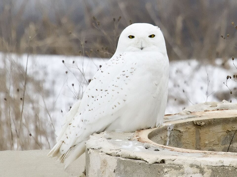 Fayl:Bubo scandiacus male Muskegon.jpg