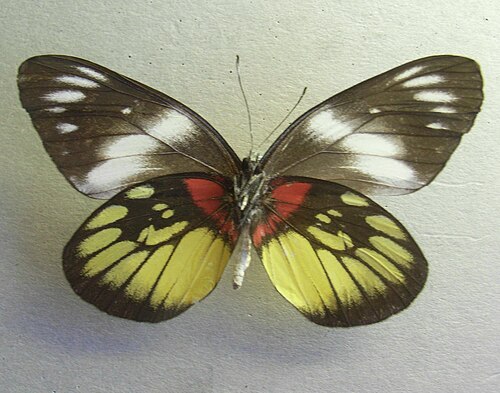 Delias henningia