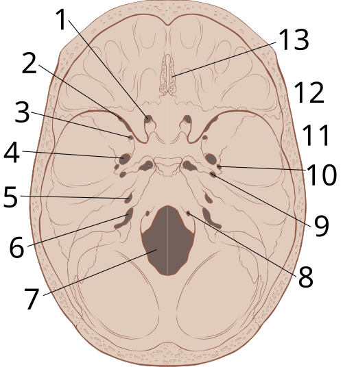 Fayl:Skull interior anatomy.svg