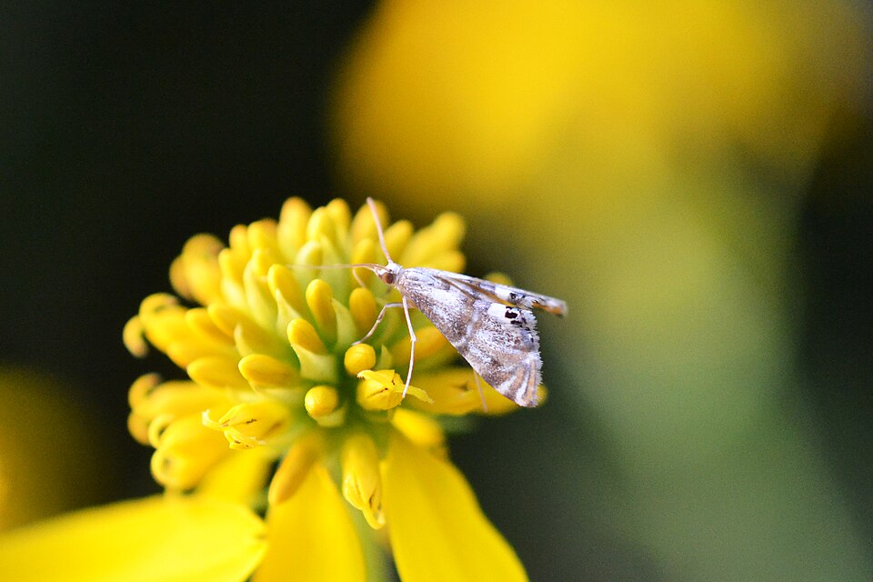 Fayl:Two-banded Petrophila (Petrophila bifascialis) (14854032806).jpg
