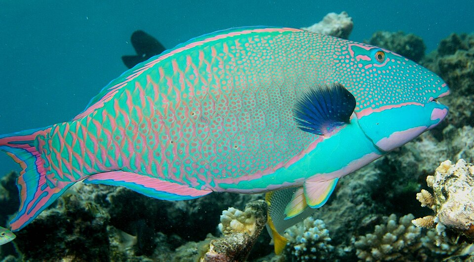 Fayl:Cetoscarus ocellatus Great Barrier Reef.jpg