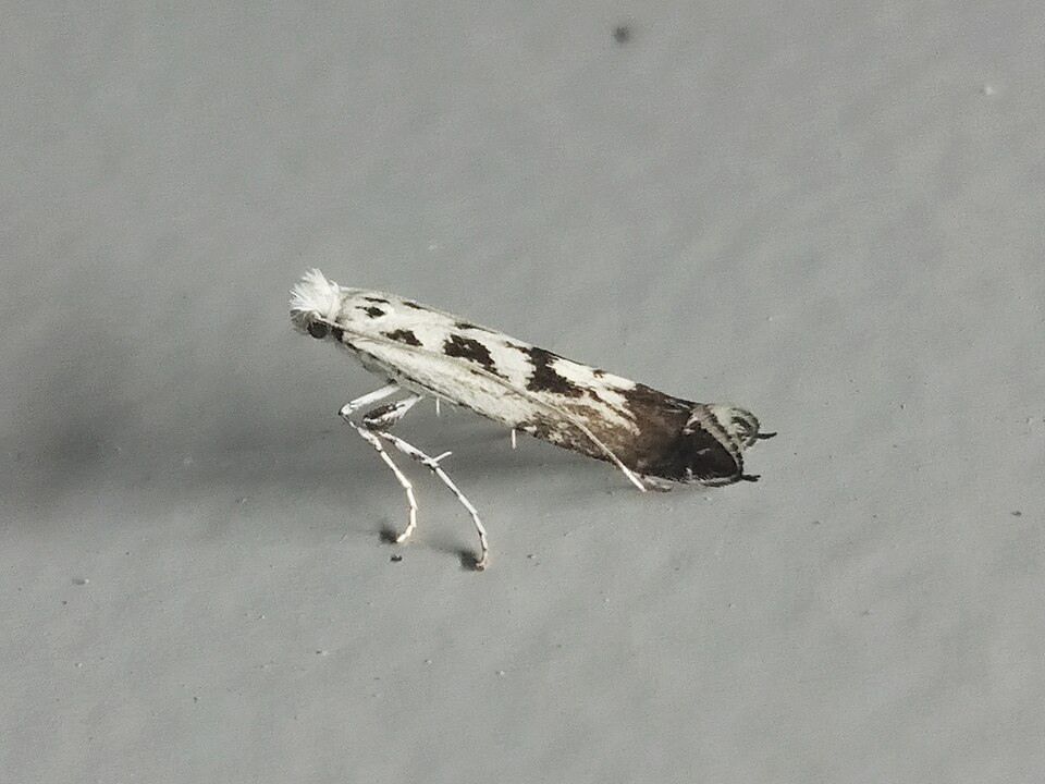 Fayl:Ornixola caudulatella 111273496.jpg