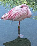 Disney's Animal Kingdom