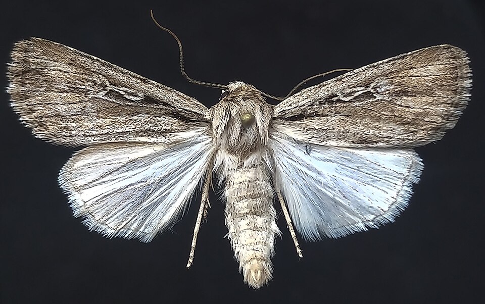 Fayl:Protogygia postera.jpg