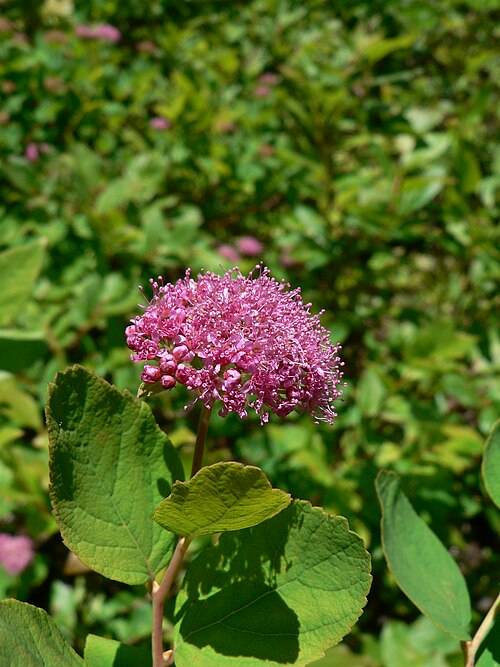 Fayl:Spiraea splendens 21648.JPG