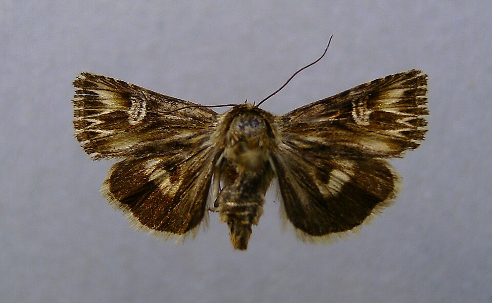Fayl:Actinotia radiosa.jpg