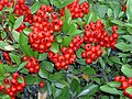 Qizil olov tikan (Pyracantha coccinea)