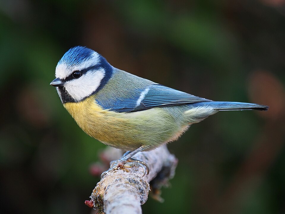 Fayl:Eurasian blue tit Lancashire.jpg