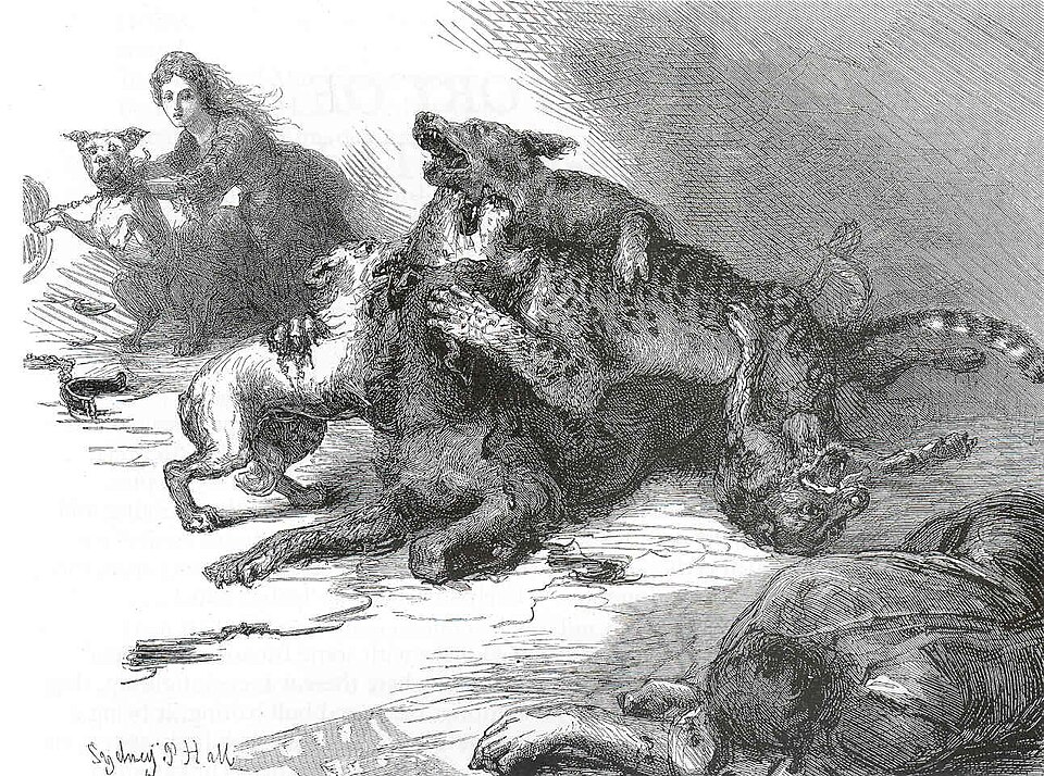 Fayl:Leopard-baiting.jpg