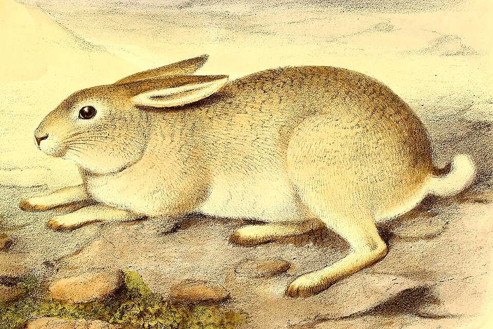 Fayl:Lepus yarkandensis 2.jpg