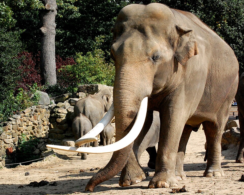 Fayl:Olifant 2.JPG