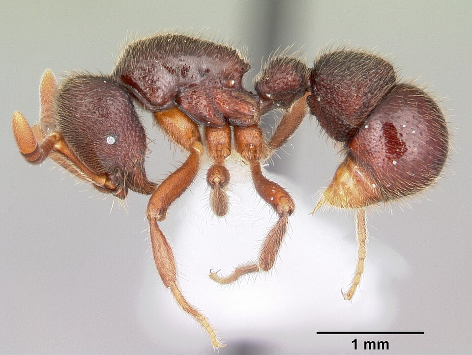 Fayl:Proceratium google casent0100367 profile 1.jpg