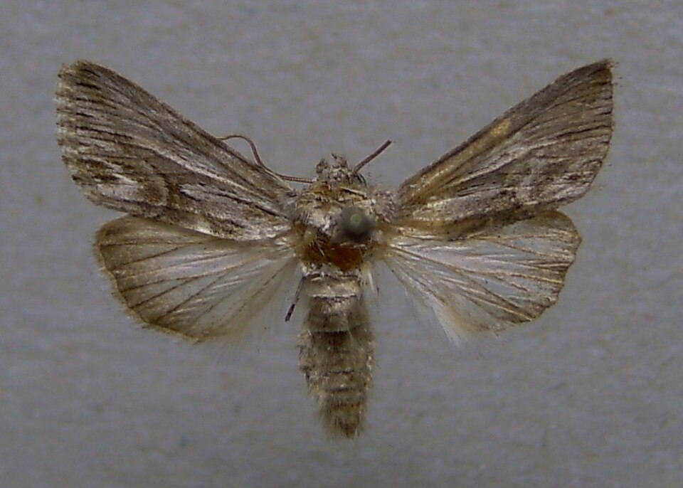 Fayl:Calophasia platyptera.jpg