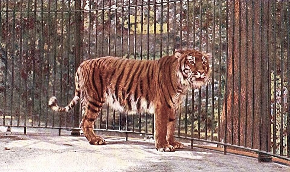 Fayl:Caspian tiger.JPG