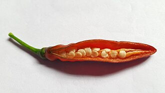 Urugʻlar bilan pishgan chili qalampiri