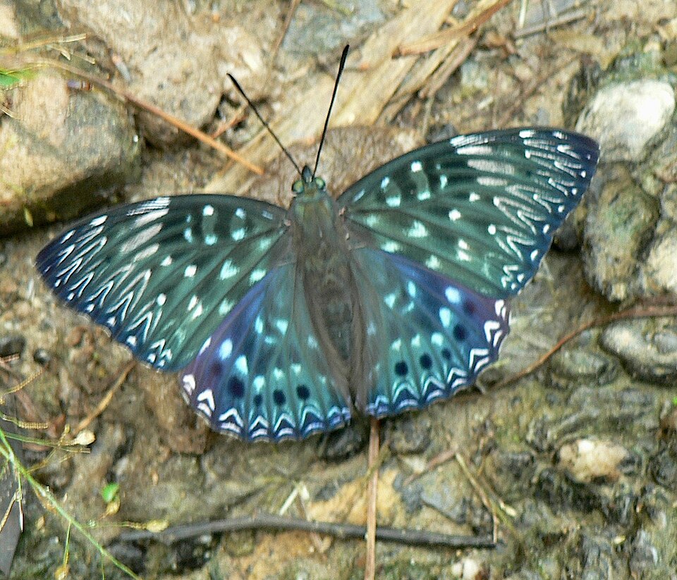 Fayl:Constable butterfly Dichorragia nesimachus.jpg