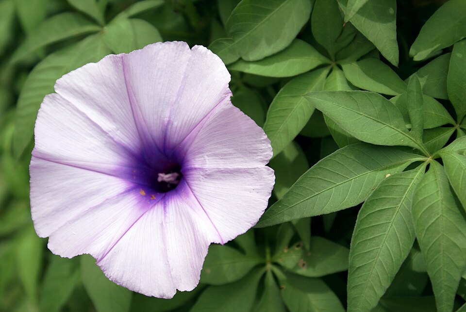 Fayl:Ipomoea cairica (2).jpg