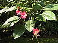 Jatrofa integerrima