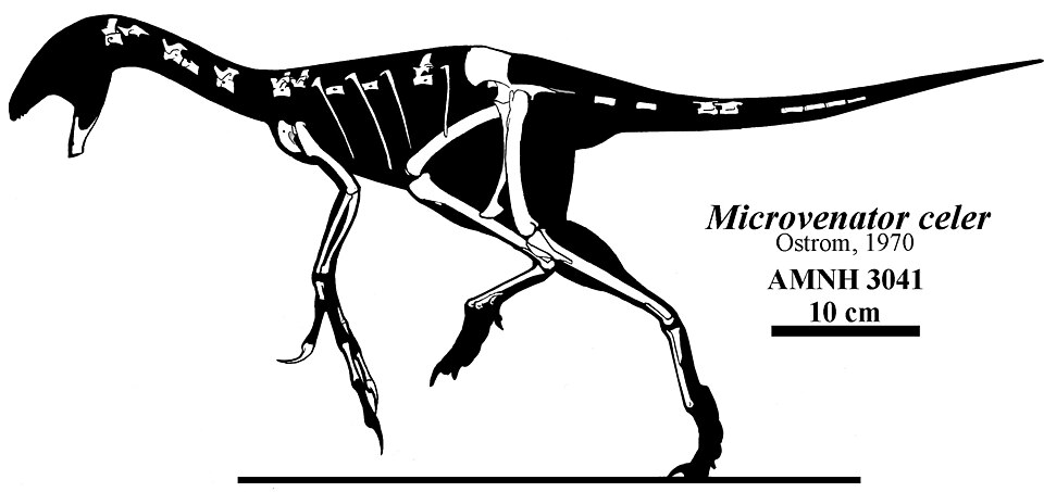 Fayl:Microvenator celer.jpg
