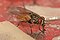 Muscidae