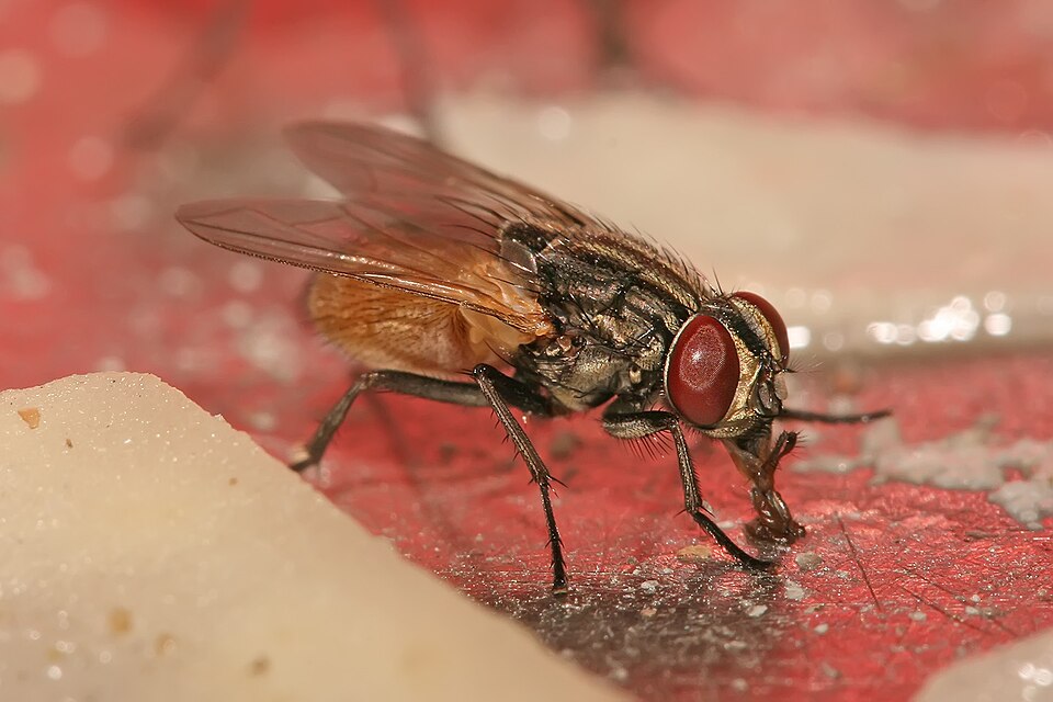 Fayl:Musca domestica housefly.jpg