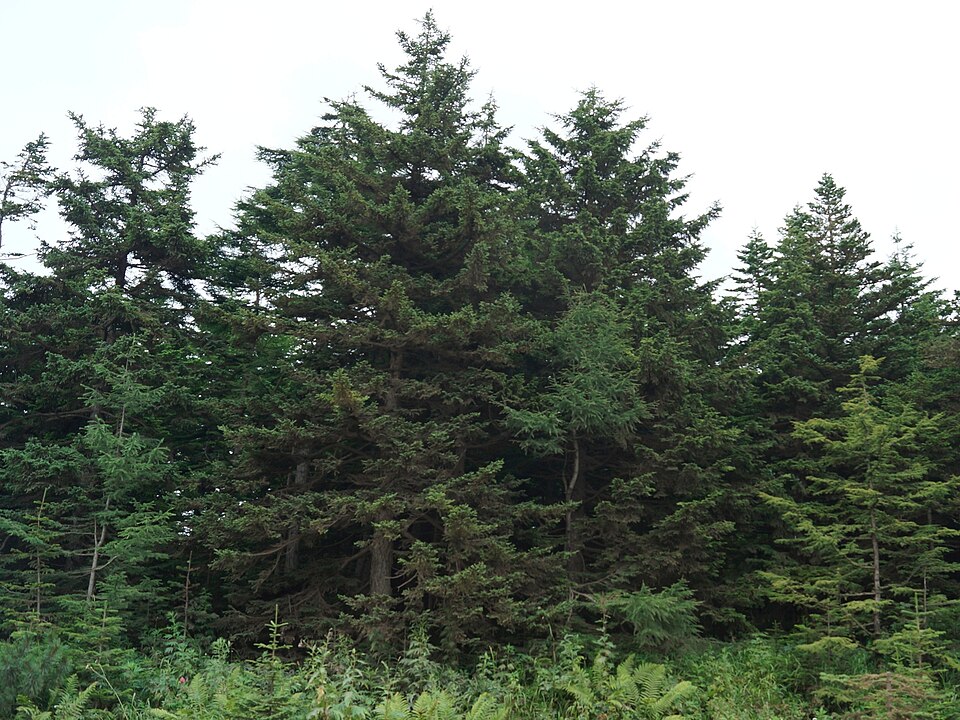 Fayl:Picea glehnii 113785351.jpg