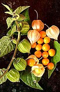 Peru paqpaqi (Physalis peruviana)