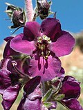 17:15, 2009-yil 10-oktyabr dagi versiya uchun tasvir