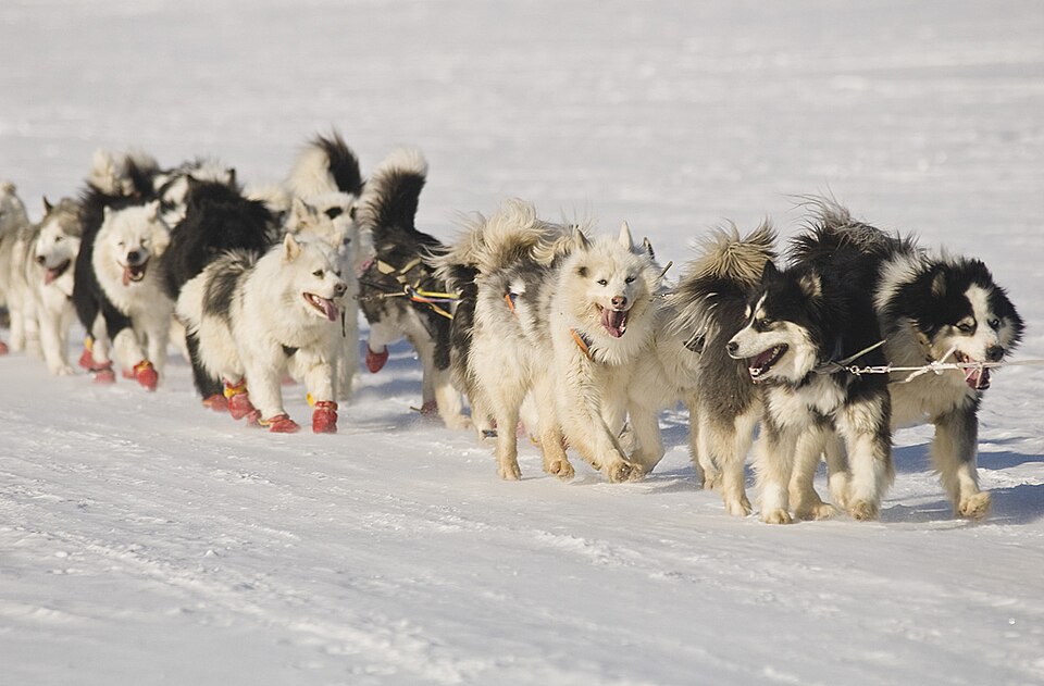 Fayl:Yakut laika.jpg