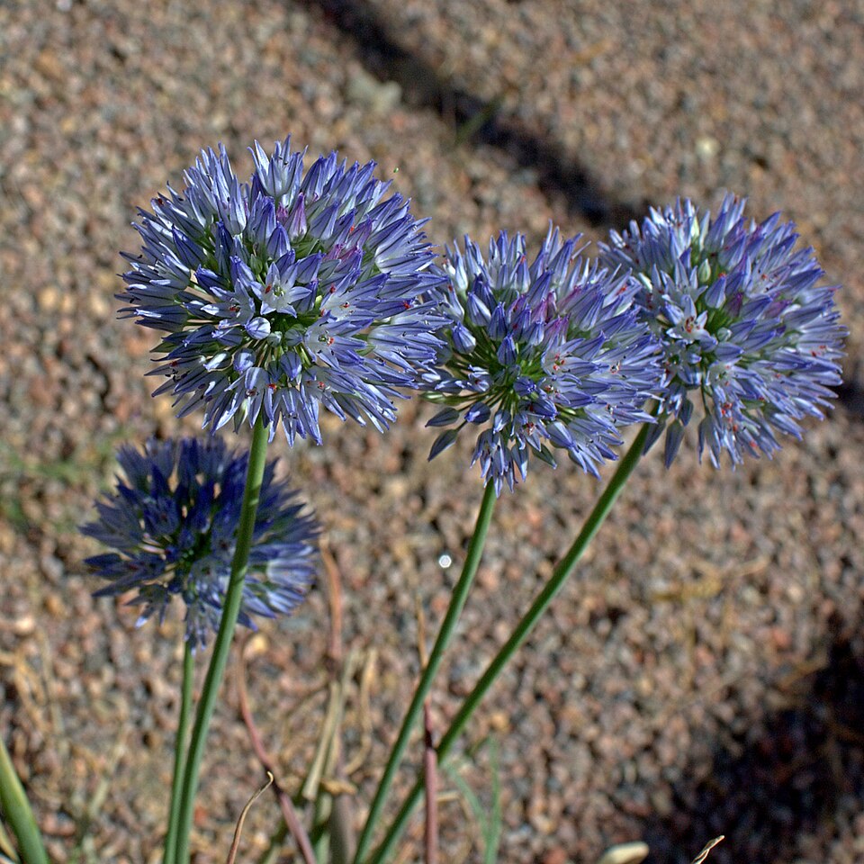 Fayl:Allium caesium-IMG 0502.jpg