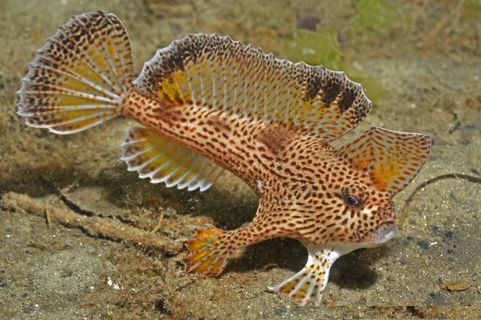 Fayl:Brachionichthys hirsutus RLS.jpg
