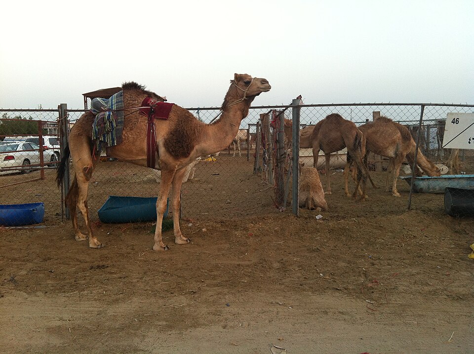 Fayl:CamelFarmInQatar.jpg