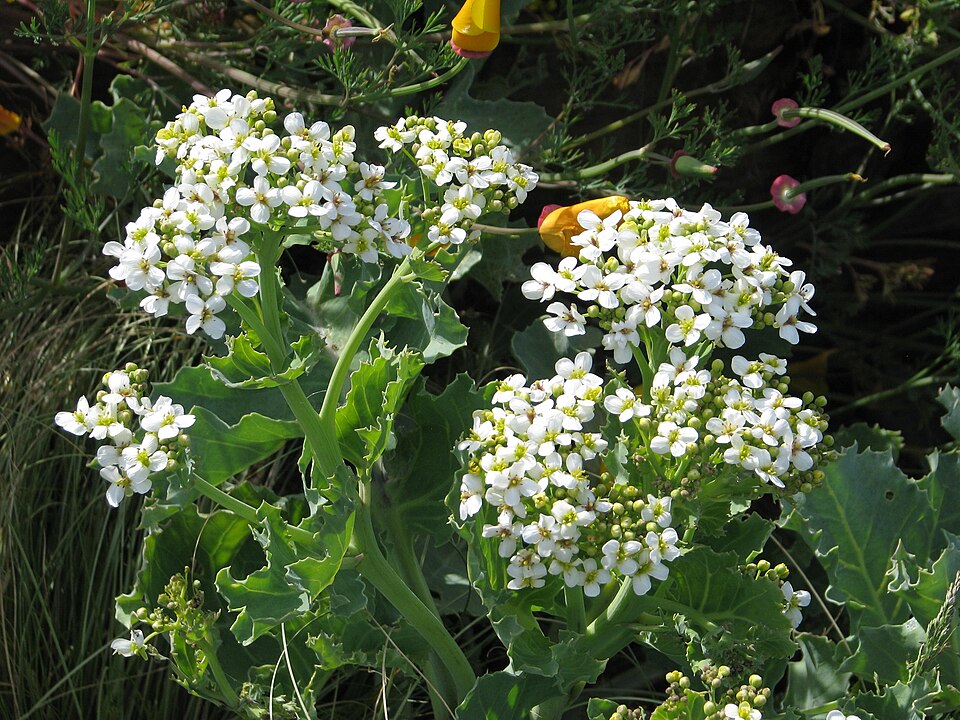 Fayl:Crambe maritima (18312522922).jpg