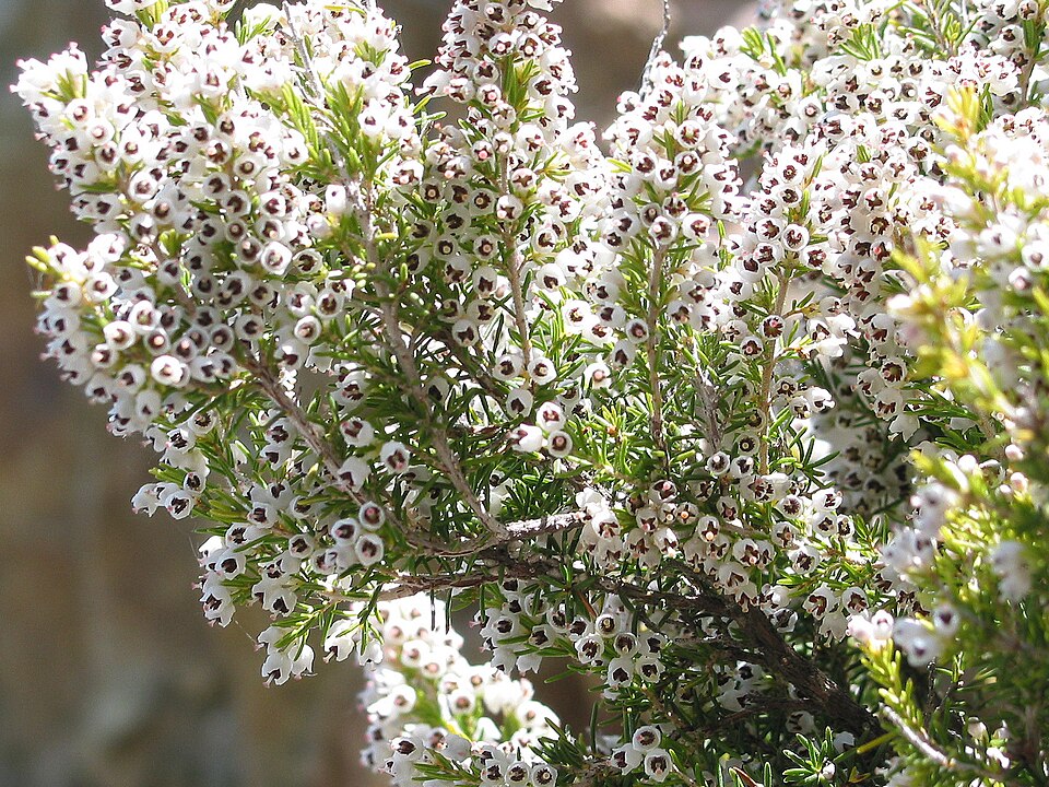 Fayl:Erica arborea JPG1.jpg