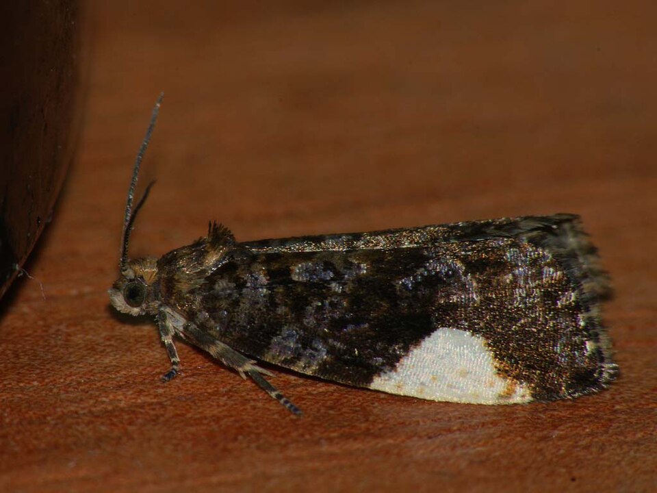 Fayl:Hedya dimidiana (41294019541).jpg