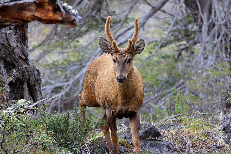 Fayl:Huemul macho (Hippocamelus bisulcus),.jpg