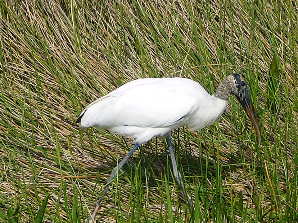 Fayl:Mycteria americana Everglades.jpg