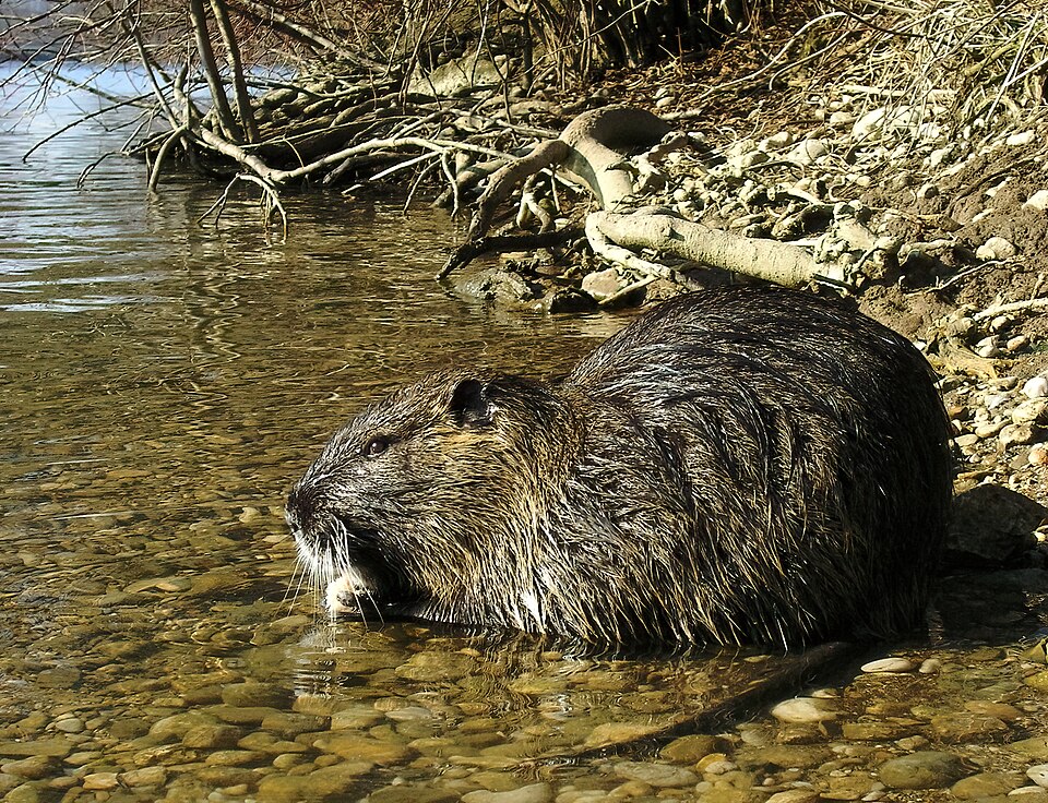 Fayl:Myocastor coypus 02.jpg