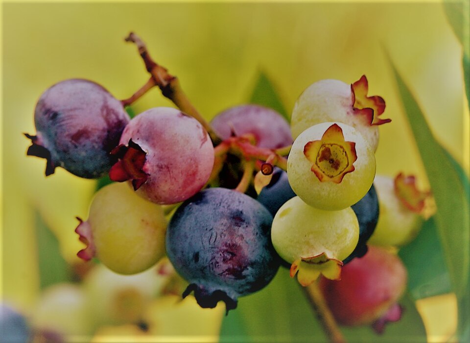 Fayl:PattsBlueberries.jpg