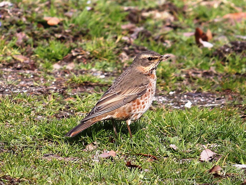Fayl:Turdus naumanni.JPG