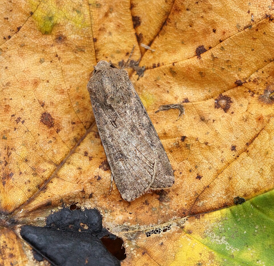 Fayl:Agrotis segetum (37121768434).jpg