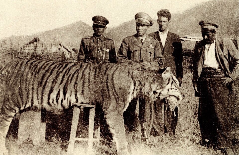 Fayl:Caspian tiger, north iran.jpg