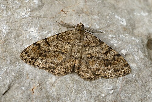 Deileptenia ribeata