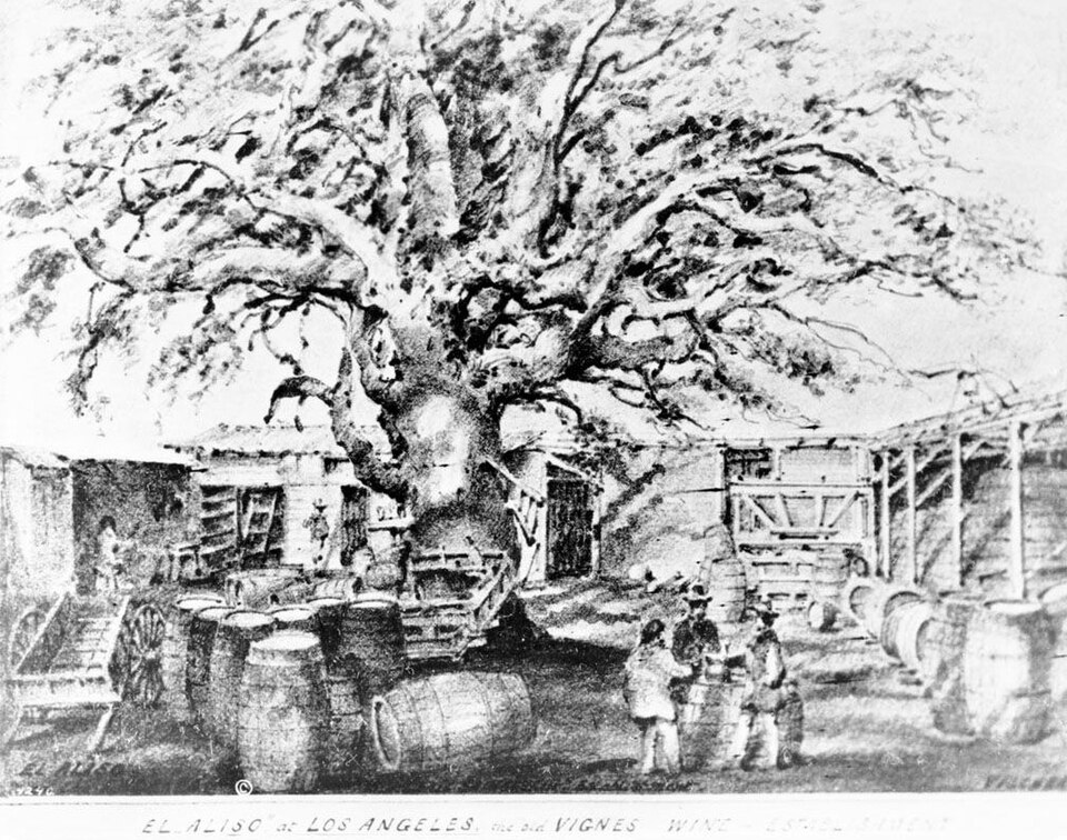 Fayl:ElAliso treepre1875drawing.jpg