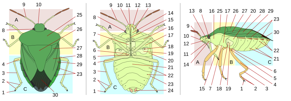 Fayl:Heteroptera morphology-v+v+l.svg