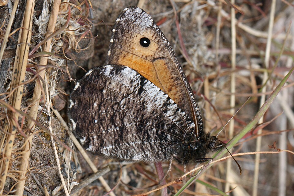 Fayl:Oeneis nevadensis 4752.JPG