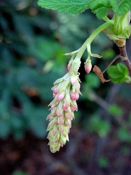 Fayl:Pink-flowering current.JPG