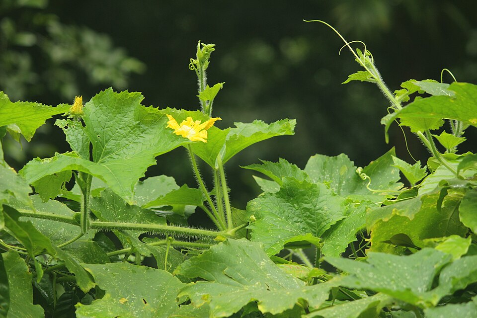 Fayl:Pumpkin plant @ Kanjirappally 01.jpg